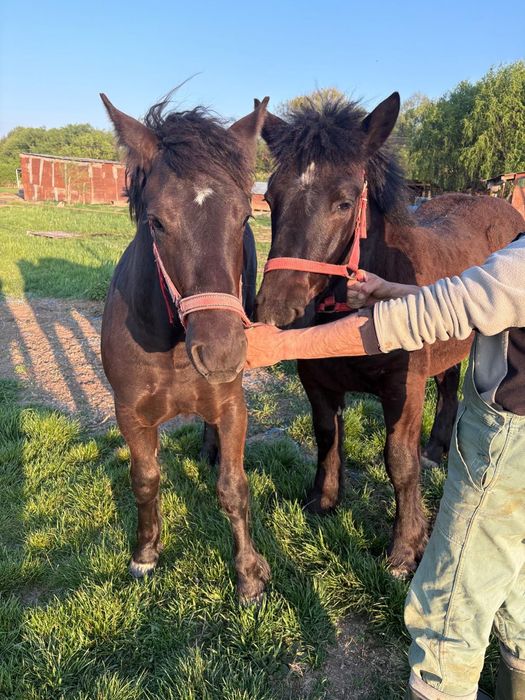 Vând pereche de mânji