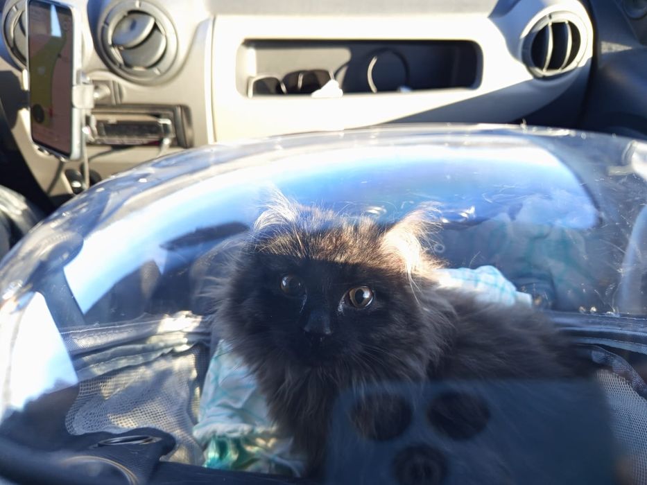 В хорошие руки котёнок девочка