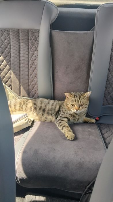 Отдам кота бесплатно