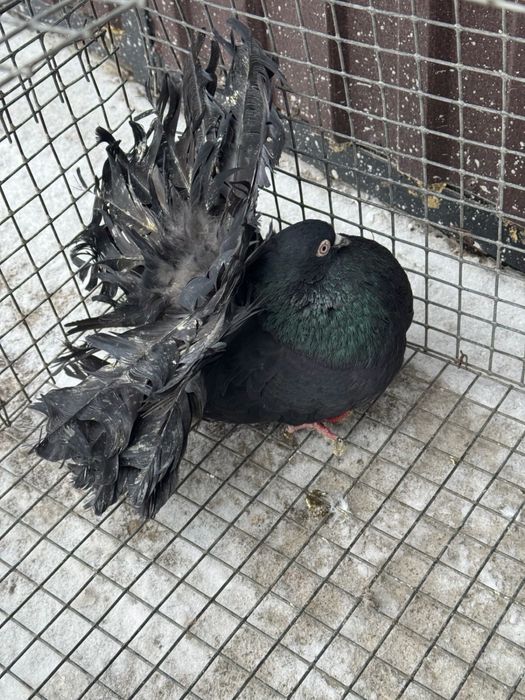 Павлин самец !