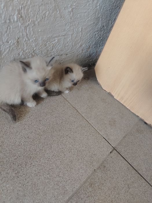 Котята  бесплатно