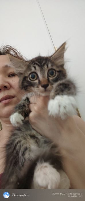Милый котенок мальчик