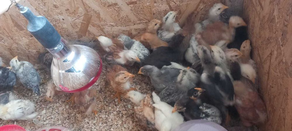 Pui țărănești crescuti natural – preț bun + livrare gratuită