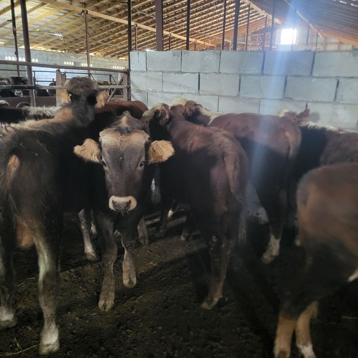 Продам бычков 6 голов