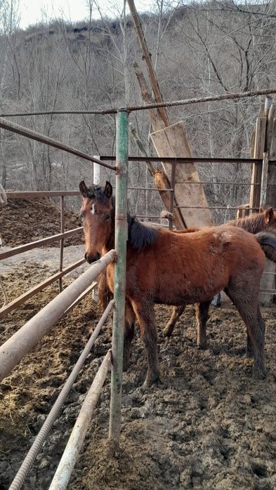 Құнан асау,жеребчик не обученый.