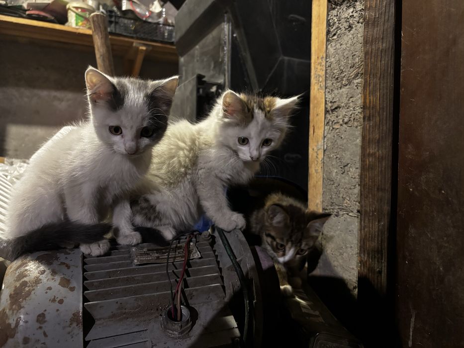 Котята бесплатно