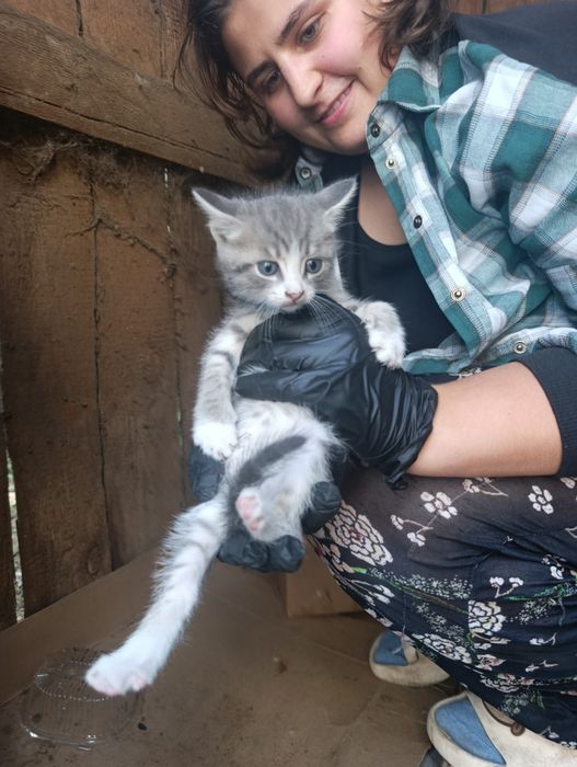 Замечательные котята в самые добрые руки