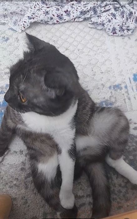 Шотландская вислоухая
