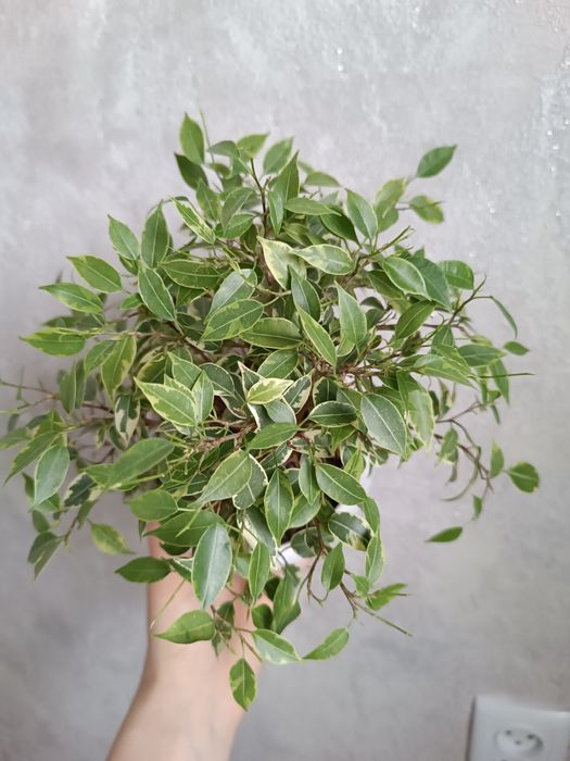 Фикус мелколиственный лавли