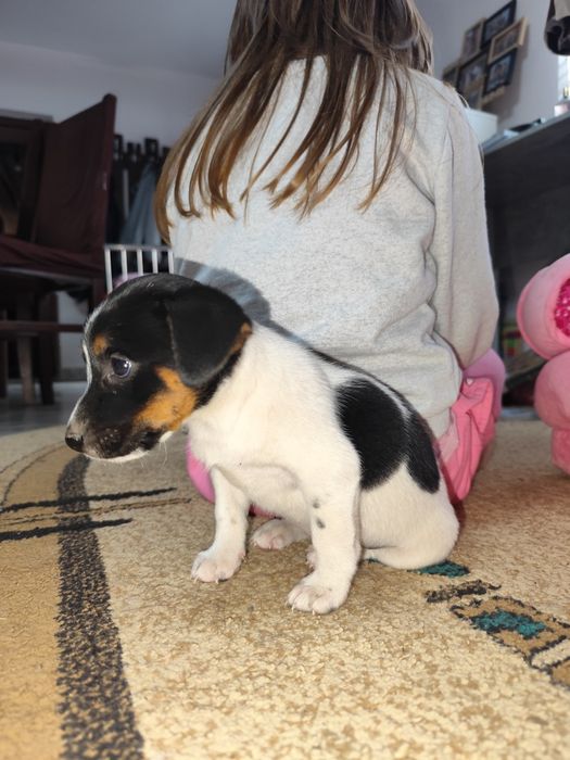Femela Jack Russell terrier