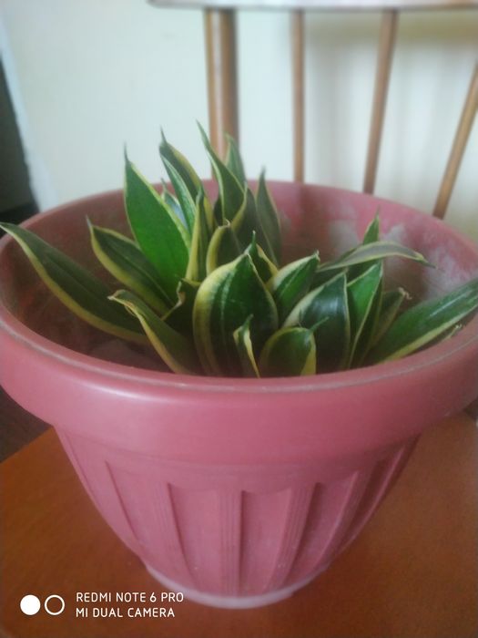 Сансевьера сотилади..