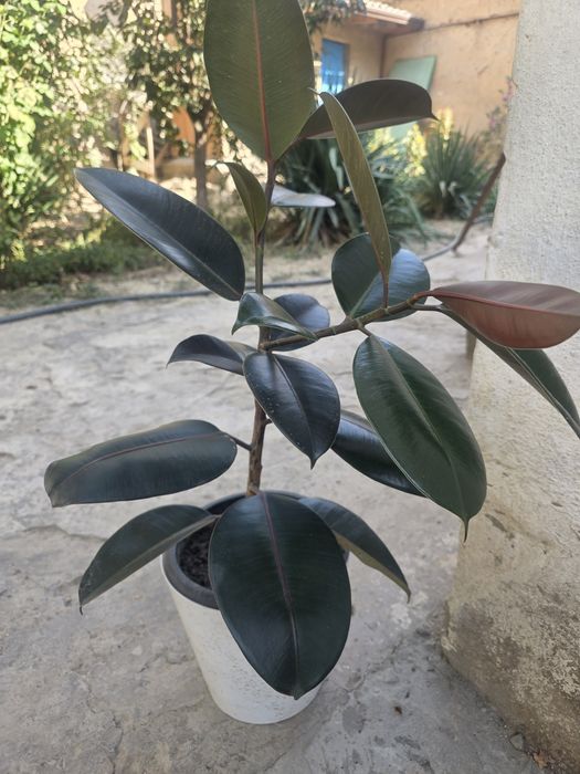 Цветы домашние для офиса, школы, садика.