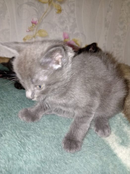 Отдам котят в добрые руки