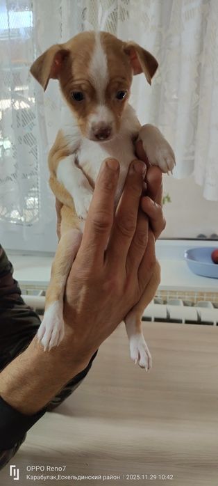 Продам щенков Той-Терьера.