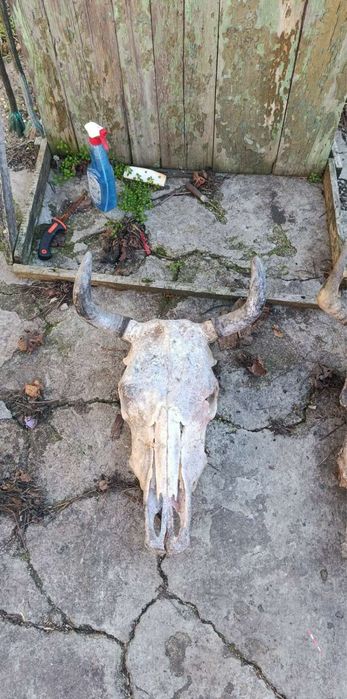 Череп на бивол на крава