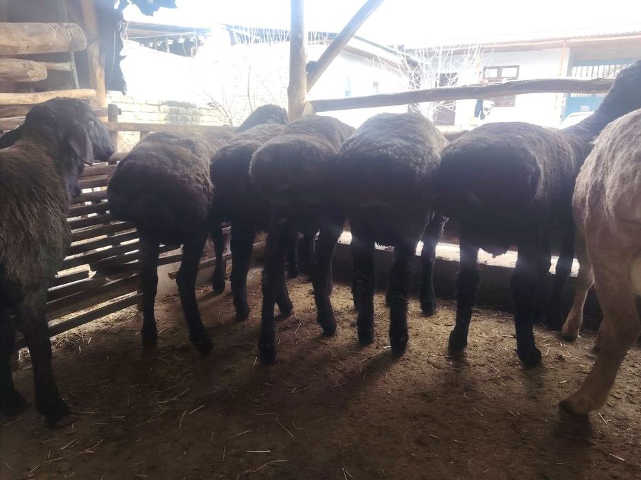 Асаломалекум кочкорлар сотилади 10 та