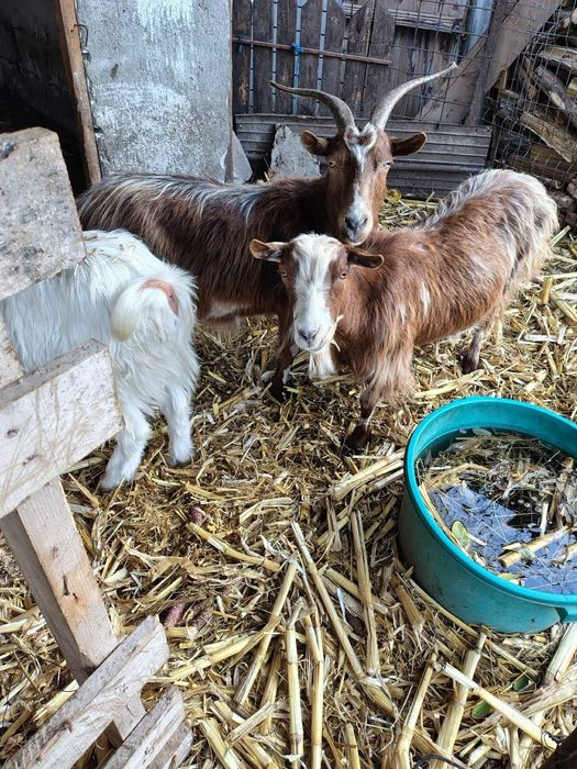 Vând 9 oi gestante și 2 capre