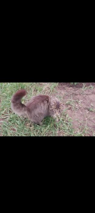 Котёнок, нуждается в помощи волонтёров