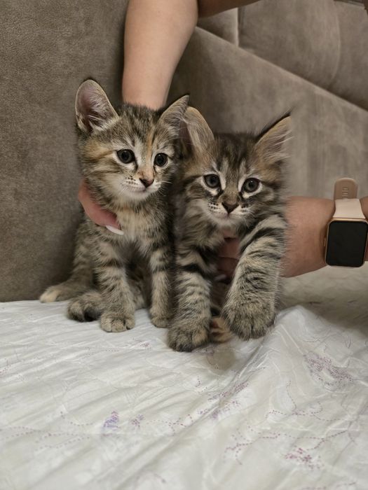 Отдам в хорошие руки котят остались 2 девочки