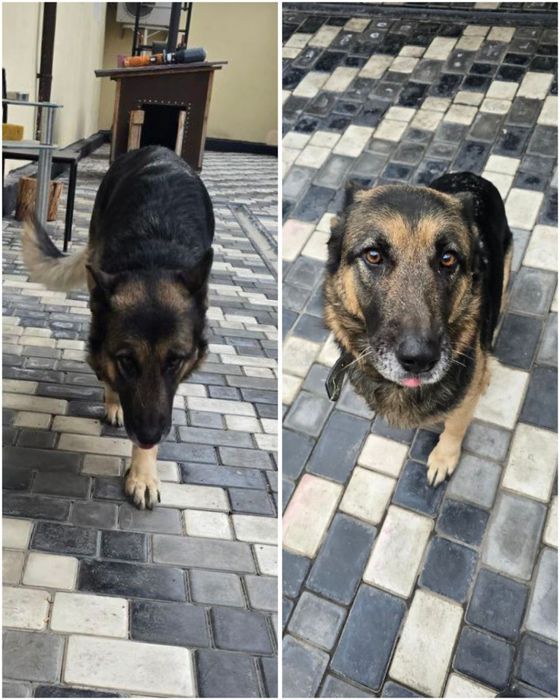 Ищет дом и ответственные руки!