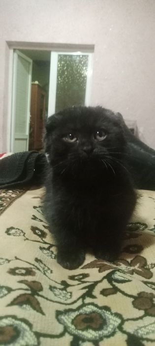 Продам котенка не дорого