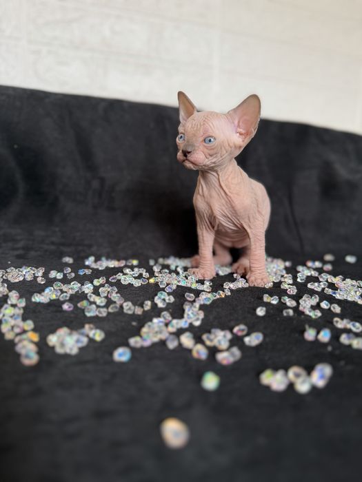 Sphynx cu pedigree si teste