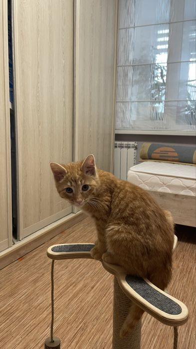 Отдам даром , котенка