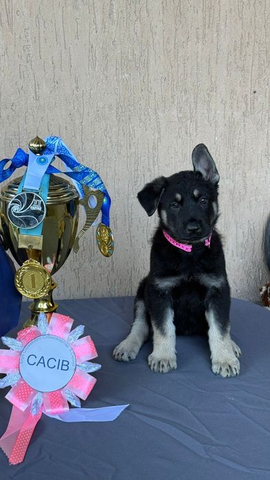 Щенки Восточно Европейской Овчарки