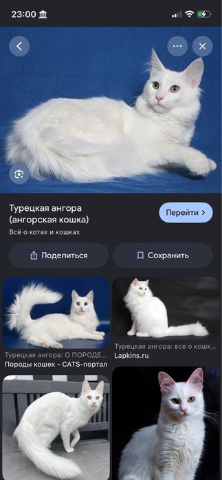Турецкая ангора