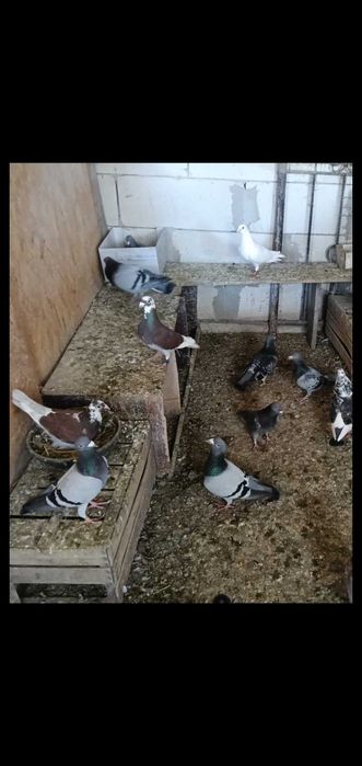 Vând pui de porumbei neieșiți la zbor din parinti cu clasări.merită să fie văzuți și cumpărați