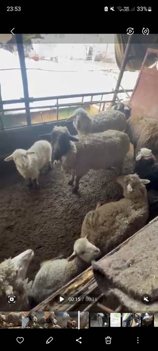 Баран , егненок продам срочно