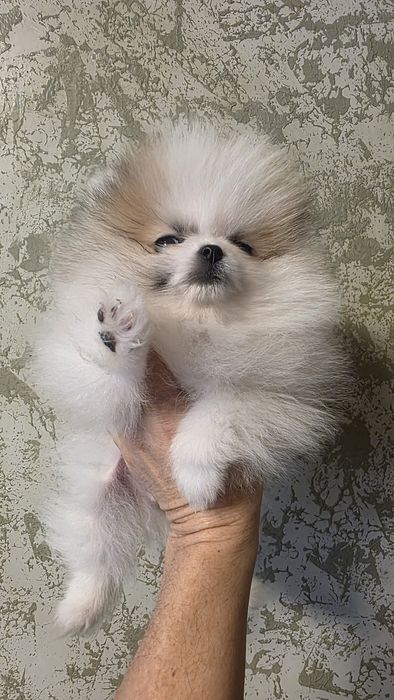 Мини померан мини