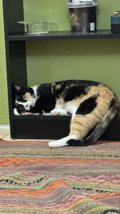 Кошку только в добрые руки