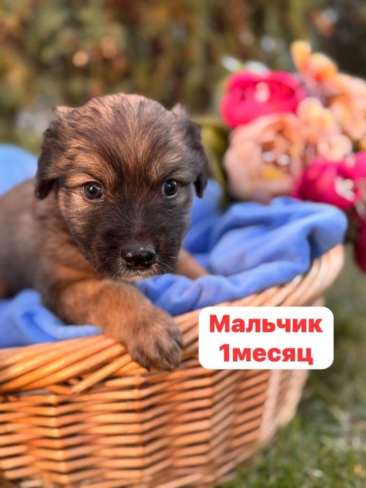 Щеночек мальчик мордастик 1 месяц