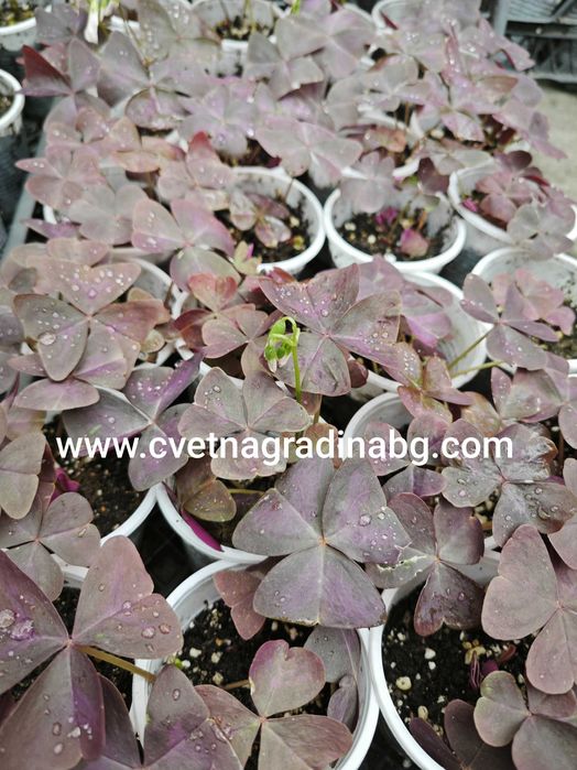 Оксалис регнели (oxalis regnellii)-Цвете на щастието