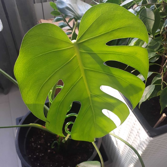 Продаётся  монстера