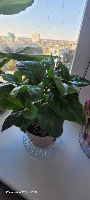 Цветы комнатные в горшках