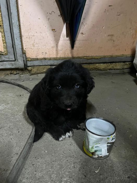 Щенок девочка даром