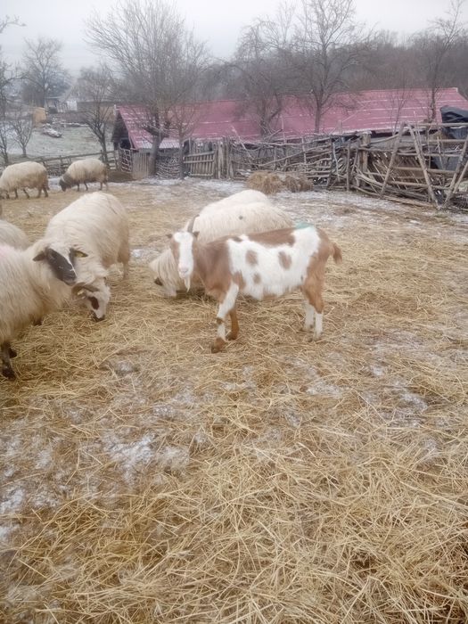 Vând două capre și un țap.
