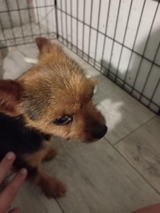 Вязка йоркширских терьеров