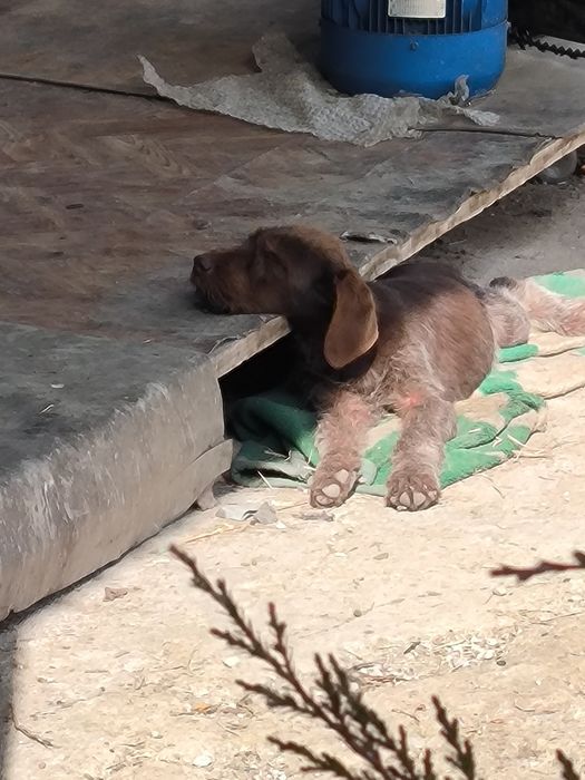 Продам щенка дратхара сука, 5 месяцев