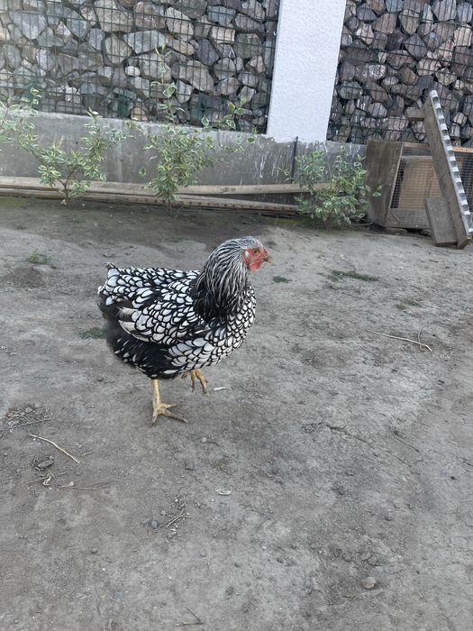 Продам петушков, курей