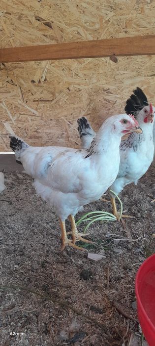 Срочно продам молодок