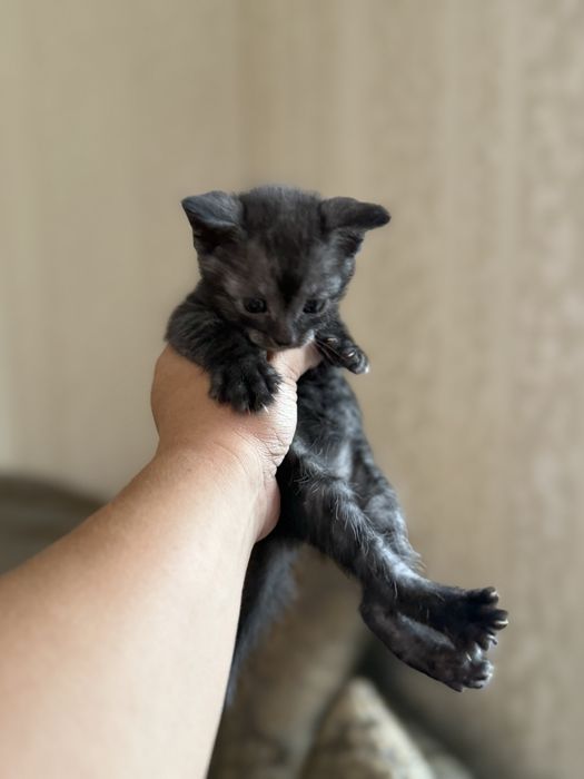 Вислоухие котята