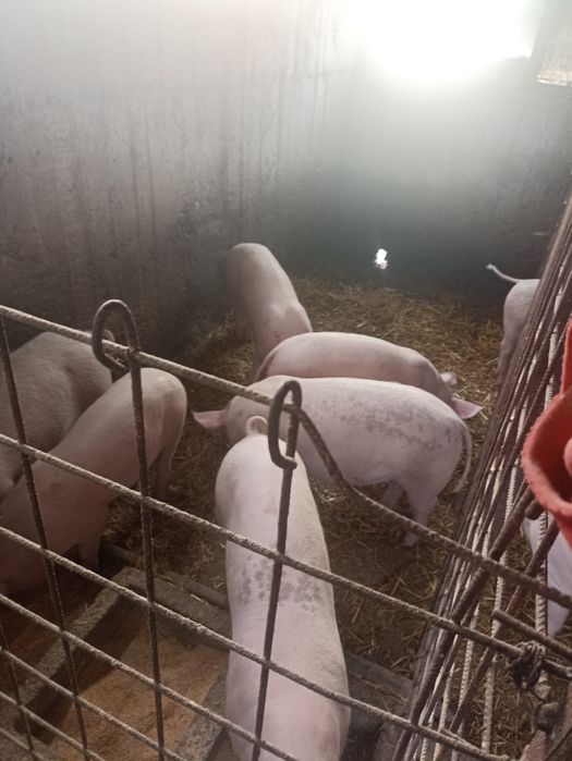 De vânzare Coteț de beton