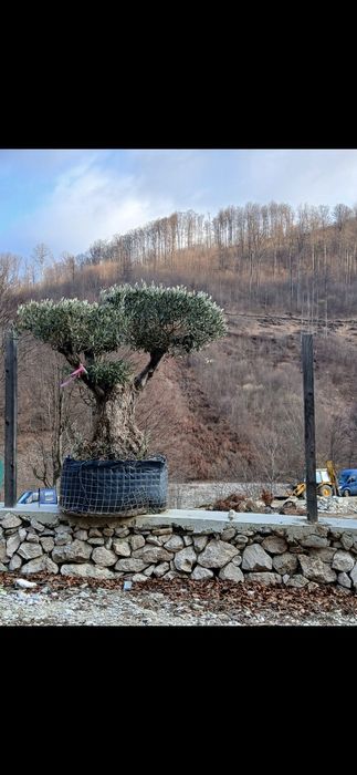 Măslini olea secular