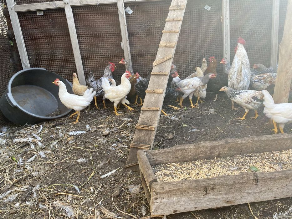 Домашние куры, молодые 4/5 месячные, есть и взрослые 1/2 годние