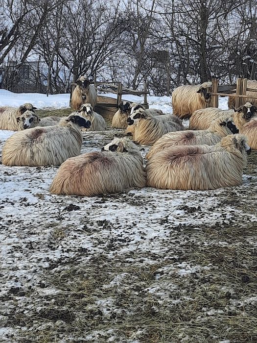 oi de vanzare pe ales