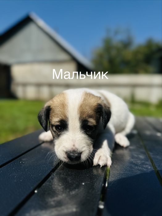 Срочно. 6 щенков ищут дом