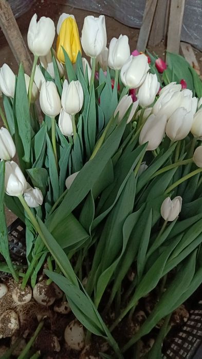 қызғалдақ тұқымы